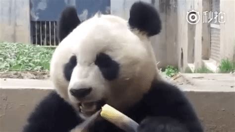 Panda eating bamboo is next-level ASMR - Pipedot