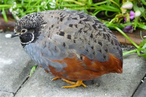 Button Quail | Button quail, Quail, Beautiful birds