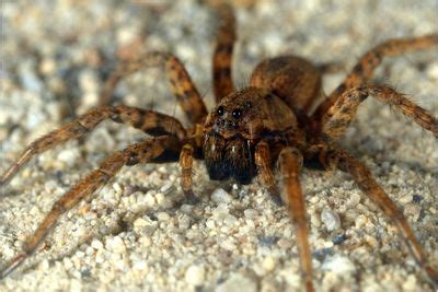 Poisonous Spiders in Washington State | Photos and Facts