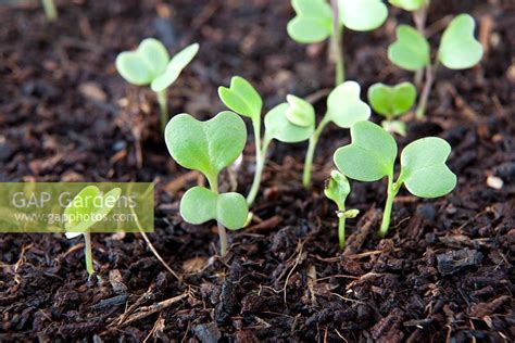 Young Brassica seedl... stock photo by Mark Bolton, Image: 0295018