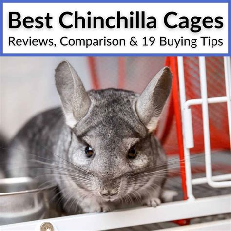 What Size Cage Does A Chinchilla Need