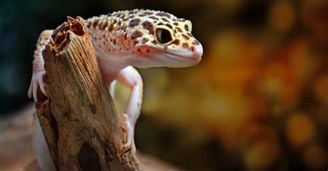 Leopard Gecko Behavior - AnimalBehaviorCorner