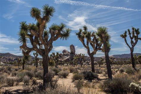 The Best Hikes in Joshua Tree that You've Got to See