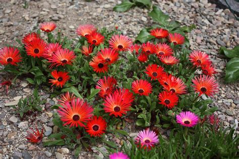 RED ICE PLANT Livingstone Daisy Dorotheanthus Bellidiformis | Etsy