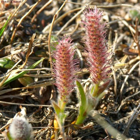 Trees Planet: Salix arctica - Arctic Willow