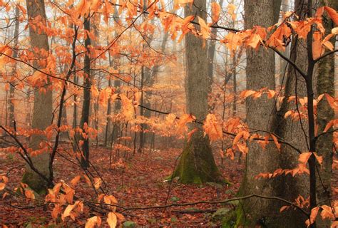 Beech Walk | Forest of American beeches and other hardwoods,… | Flickr