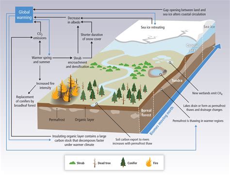 MetLink - Royal Meteorological Society Carbon Cycle Feedbacks