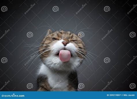 Funny Cat Sticking Out Tongue Licking Glass Stock Image - Image of glass, cute: 209219807