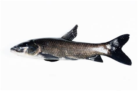 Black Carp – Asian Carp Canada