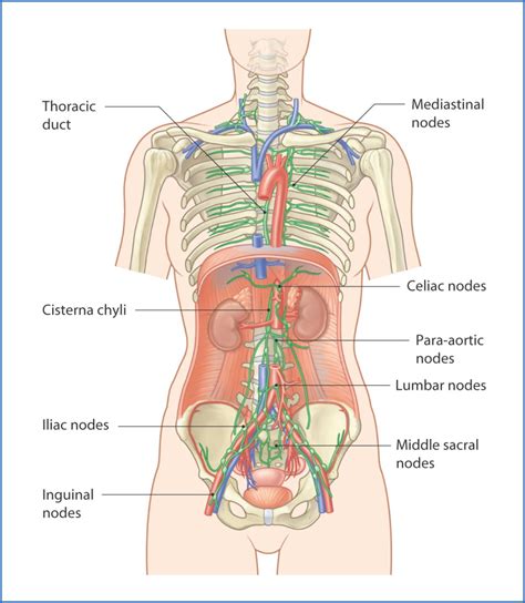 Introduction to the Trunk | Basicmedical Key