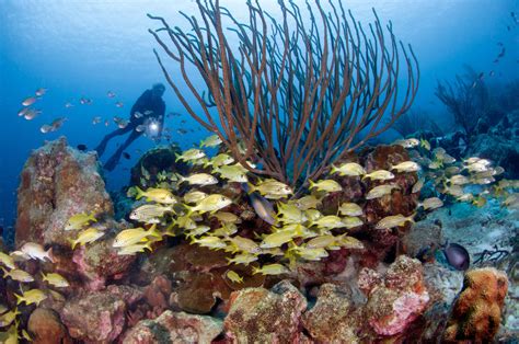 Scuba Diving in Bonaire, The Shore Diving Capital of the Caribbean