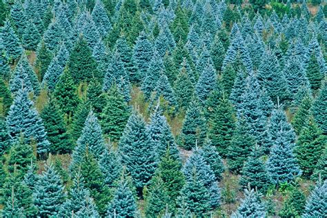 Skip the Christmas tree lot for a fresh-cut fir, spruce or pine - The ...