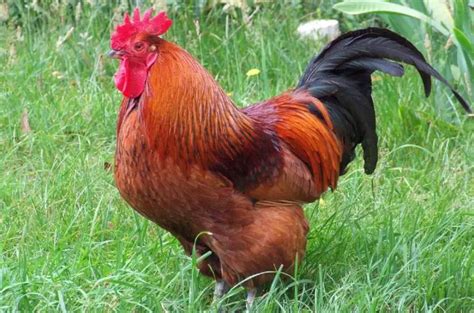 Rhode Island Red Chicken - Facts You Didn't Know About & More