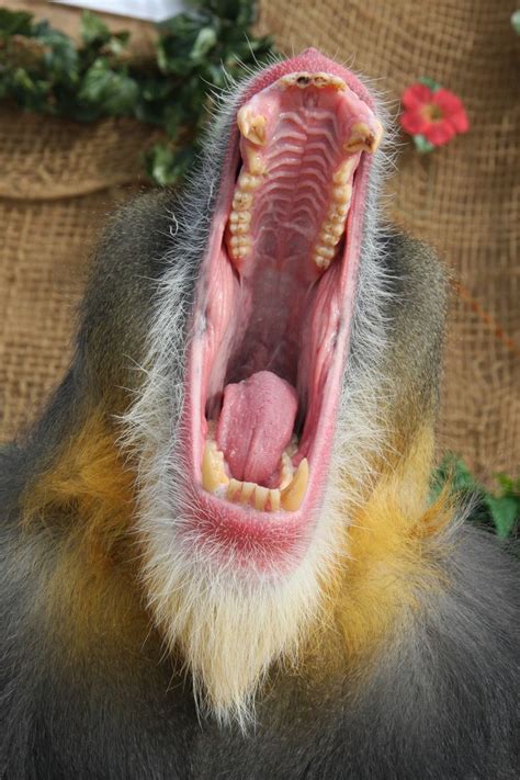 Mandrill Baboon www.youthforwildlife.com/mandrills.html www.christinabush.com | Wildlife ...