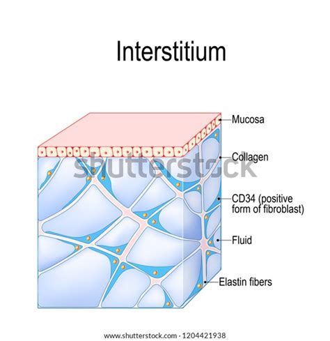 2 Skin Forming New Tissue Illustration Images, Stock Photos, 3D objects ...