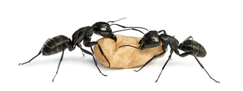 Two Carpenter ants, Camponotus vagus, carrying an egg - Kawartha Pest Control