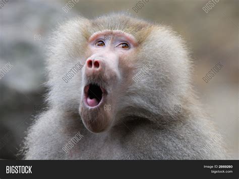 Funny Looking Baboon Image & Photo (Free Trial) | Bigstock