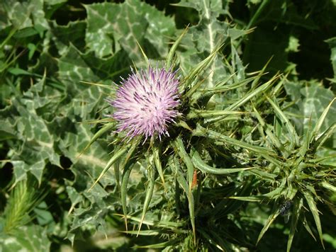 milk thistle Spices And Herbs, Milk Thistle, Adaptogens, Dandelion, Health, Flowers, Plants ...