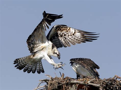 Osprey Landing | Amazing animal pictures, Pet birds, Animals beautiful