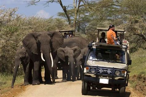 Lake Manyara National Park Animals | Lake Manyara National Park Tours