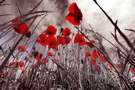 Photo of the Day - Thousands of Poppies Bloom to Mark WWI - Good News Network