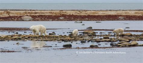 Adoption in polar bears