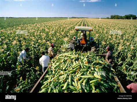 Agriculture - Field workers harvesting sweet corn / near Tracy ...