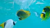 Butterflyfish Died Hitting Trapped In Plastic Bag Drifts Under Surface Of Water Other Fishes ...