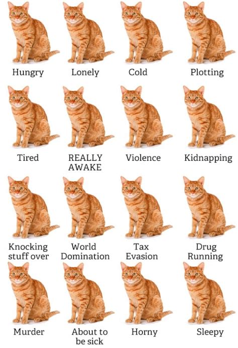 A Helpful Guide to Tell You What Your Cat is Thinking About