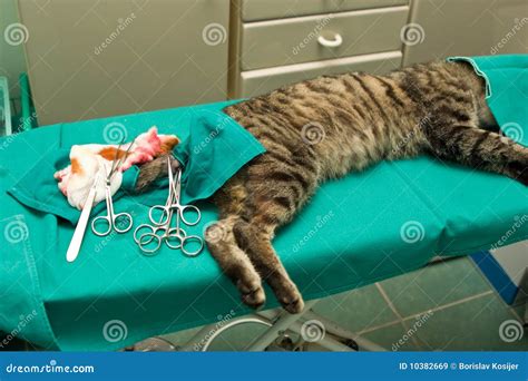 Cat s surgery stock image. Image of ambulance, green - 10382669