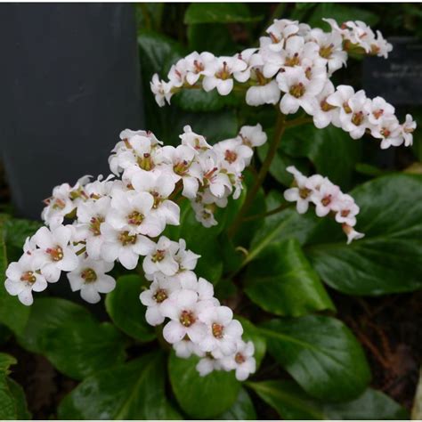 Bergenia 'Bressingham White' 2L - Coolings Garden Centre