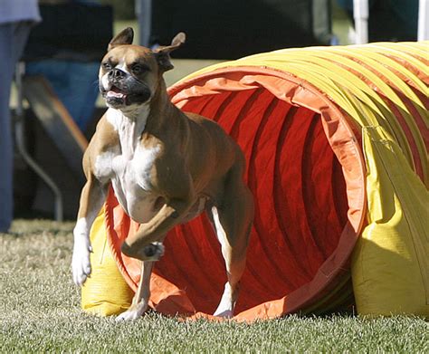 The Pet Parade: How to Teach Your Dog to Go Through an Agility Tunnel