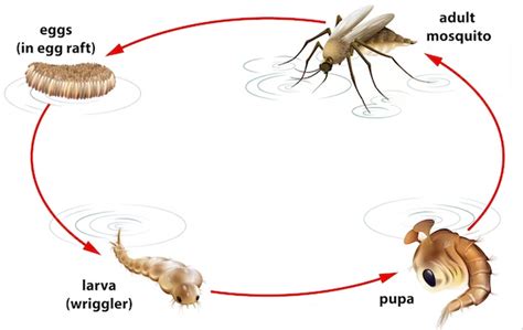 Larvas de mosquito: Características, ciclo de vida y prevención - Mosquiteras24H