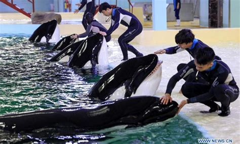 China’s first killer whale breeding base put into operation in Guandong ...