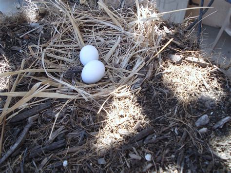 mourning dove eggs | Mourning dove eggs, Bird eggs, Bird watchers