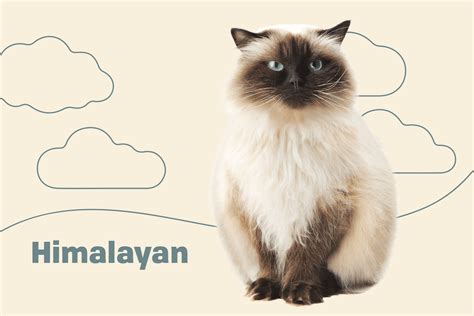 Himalayan (Colorpoint Persian) Cat Breed Information & Characteristics | Daily Paws