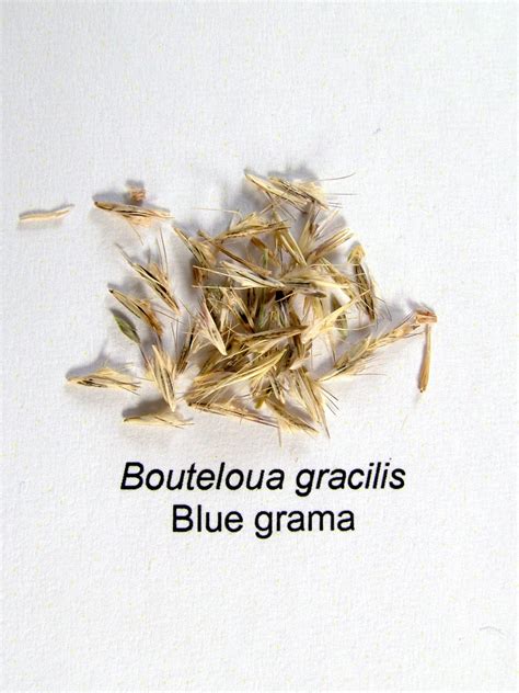 Blue Grama | Bruce Seed Farm, Inc.