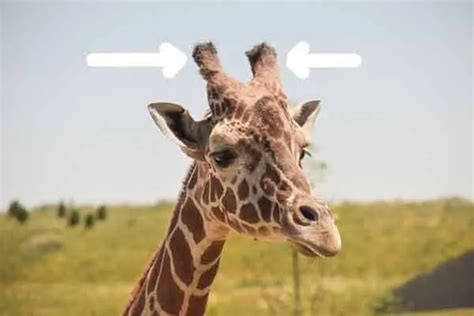 Why Do Giraffes Have Horns? 6 Funny Facts (The Real Reason) – AnimalHow.com