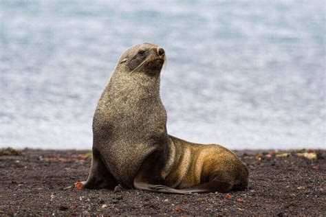 13 Animals In Antarctica: The Coldest Animals Out There