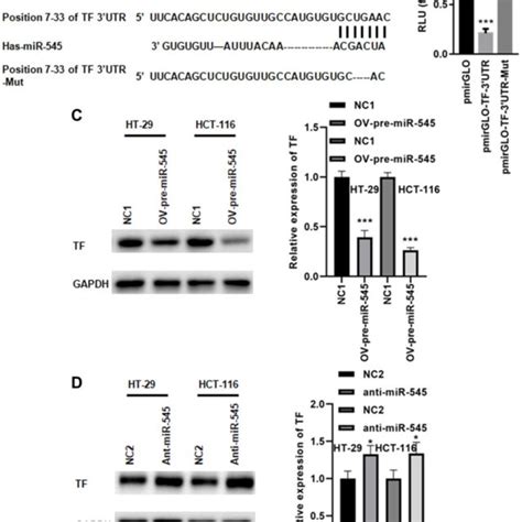 miR-545 targets the transferrin gene. (A) A conserved miR-545 binding... | Download Scientific ...