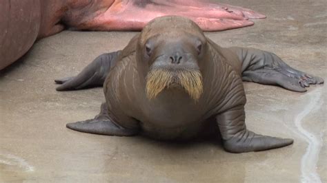 This new adorable baby walrus has the cutest waddle - TODAY.com