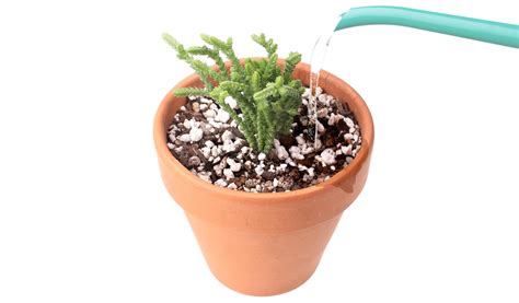 Planting Succulent Cuttings: A Visual Guide - Mountain Crest Gardens