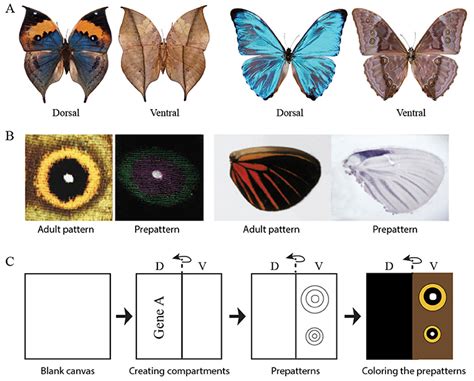 Two Sides to a Wing: A Gene that Makes Butterfly Upper and Bottom Wing Patterns Different ...