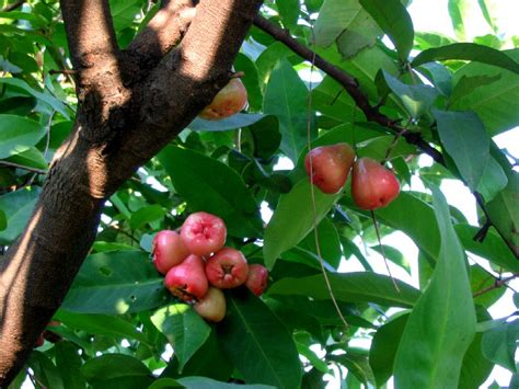 Syzygium samarangense - Wikipedia