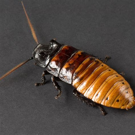 Madagascar Hissing Cockroach | National Geographic