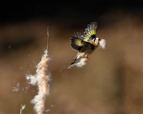 Goldfinch Nesting | BirdForum