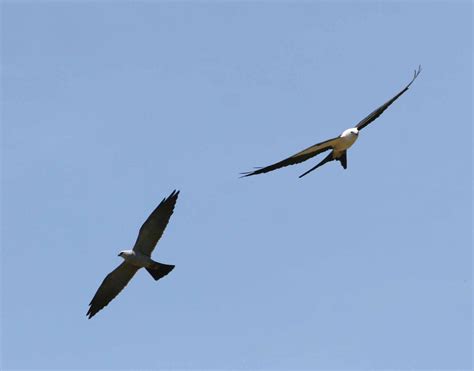 Kite Identification Tips – Orleans Audubon Society