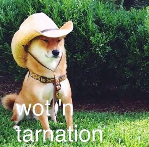 What In Tarnation Meme Funny Image Photo Joke 06 | QuotesBae