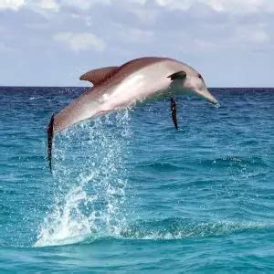 Pantropical Spotted Dolphin - Facts, Diet, Habitat & Pictures on ...