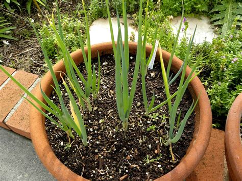 How To Grow Bunching Onions In A Container? [Updated 2023]